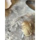 PETITE AU YUZU - lot de 100gr