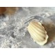 PETITE AU YUZU - lot de 100gr